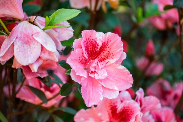 城市绿化规划(绿色城市的规划内容)(图2)
