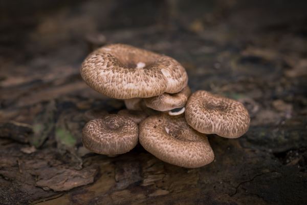做绿化赚钱吗(电力工程和绿化工程那个挣钱)(图1) 做绿化赚钱吗(电力工程和绿化工程那个挣钱)(图1)